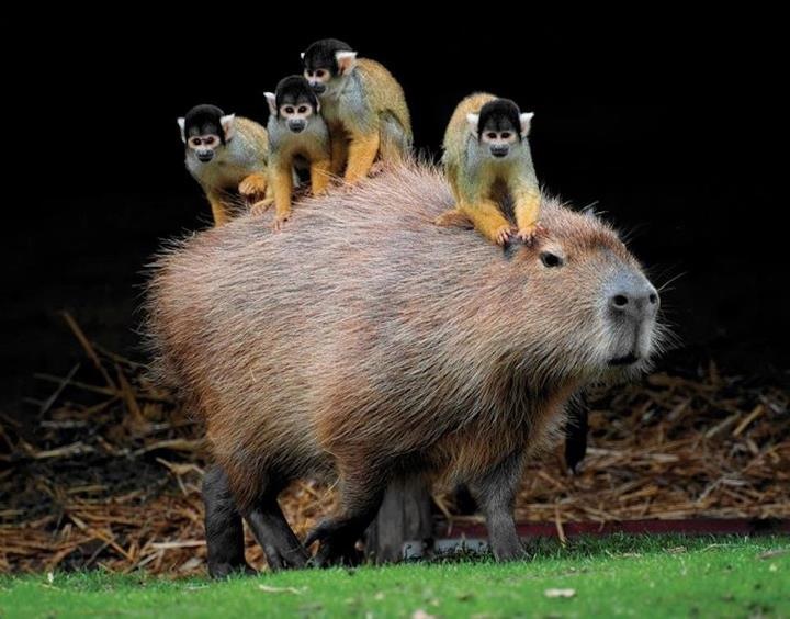 Image result for south america giant guinea pig